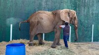 Aseguran y revisan a 'Annie', elefanta africana, abandonada en predio de Jalisco