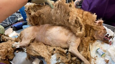 Después de que le quitaron el pelo, el lomito peso 6 kilos 25 gramos