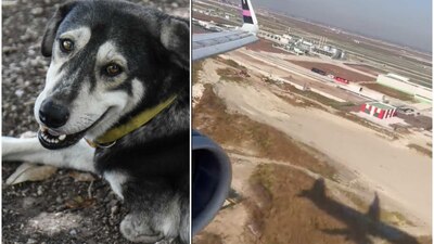 Los canes fueron llevados al refugio “Los Perritos de Santa Lucía”