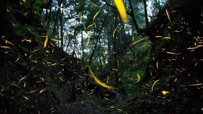 Aparecen en todo su esplendor durante esta temporada