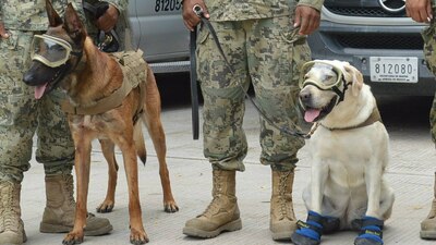 Evil y Frida son algunos de los perros rescatistas que han brillado luego del sismo del #19S