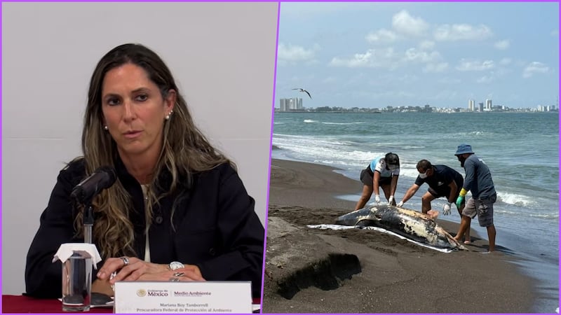 Semarnat reporta sólo 6 animales afectados por derrame de hidrocarburo en el Golfo de México