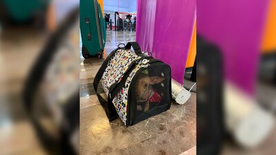 Es resguardado por el personal de Fauna del Aeropuerto, hasta que su dueño o dueña regresen por él