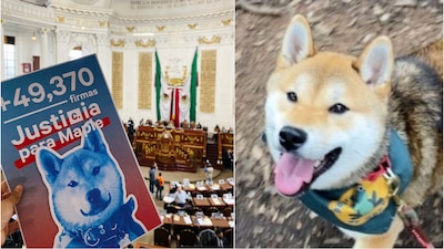 Busca proteger a animales de compañía en espacios como hoteles y campamentos para perros