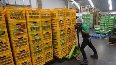 El aguacate michoacano es de los principales productos que México exporta