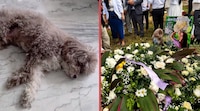 Ella es Lenny, la abogada que murió abrazando a su perrito durante el terremoto de Colombia