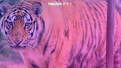 No fue fácil atraparlo, pues en su 'escape', el felino atacó una granja de cerdos