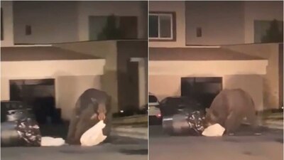 El lunes se registró otro avistamiento en la Universidad Autónoma de Nuevo León