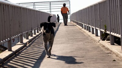 El congreso dijo que en los últimos años se han registrado diversos eventos de violencia y maltrato hacia animales