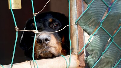 Esta iniciativa busca homologar las sanciones que amerita este delito
