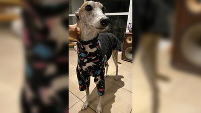 Un experto explica que sólo a algunas razas y bajo alunas circunstancias