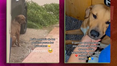 El 'lomito' ahora es cuidado por su nueva amiga, quien lo rescató de la lluvia