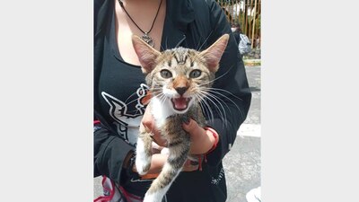 El gatito de seis meses fue hallado con muerto y con heridas en el plantel