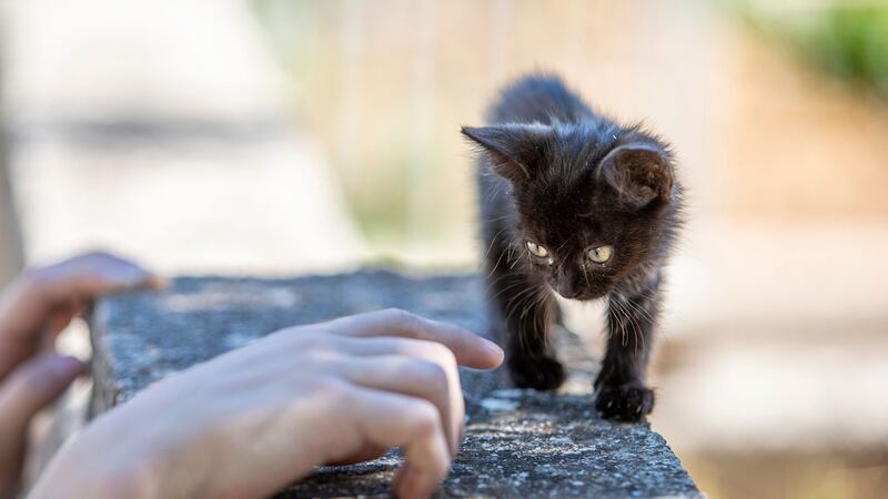 ¡Crueldad animal! Hombre ataca brutalmente a gatita que se metió a su casa en Tabasco