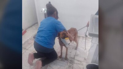 La rescatista informó que el agresor fue detenido, pero no se revela su identidad