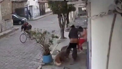 Los perros ya fueron capturados y están en observación