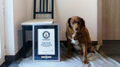 El perrito Bobi nació el 11 de mayo de 1992 por lo que tiene 30 años