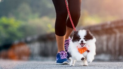 Hay categorias para que todos los lomitos puedan correr