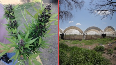Desmantelan ‘narcoinvernadero’ dedicado a la siempre y producción de cannabis en Guanajuato
