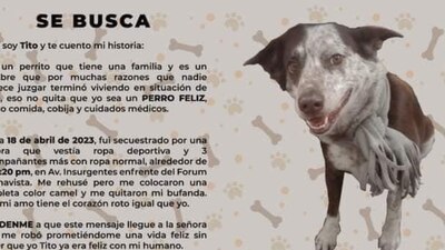 Su dueño es limpiaparabrisas; mantenía a 'Tito' vacunado, bañado y bien alimentado