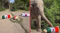 El elefante de Africam Safari vuelve a apostar por México; predice triunfo ante Corea del Sur