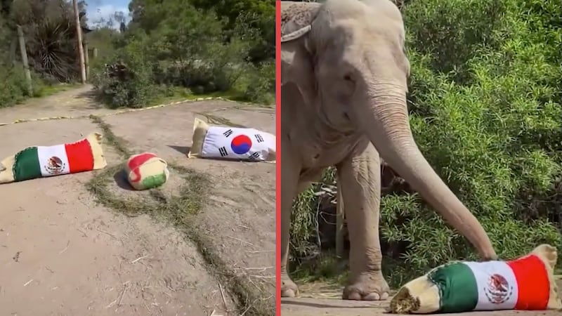 El elefante de Africam Safari vuelve a apostar por México; predice triunfo ante Corea del Sur