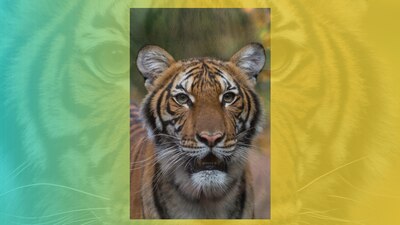 Este caso sería el primero en Estados Unidos. Se cree que el animal contrajo el virus de su cuidador