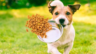 La Profeco evaluó las diferentes marcas y Pro Plan de Purina es una de ellas