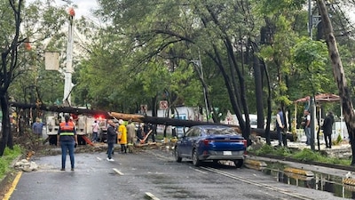 La temporada de lluvias y fuertes vientos ocasionó la caída de varios árboles