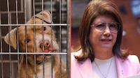 Senadora morenista admite ordenar sacrificio masivo de 10 mil perros en Tecámac