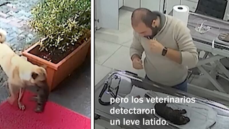 Mamá perrita lleva a su cachorro al veterinario; tenía hipotermia