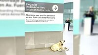Hombre abandona a su perrito enfermo en el AICM antes de abordar su vuelo