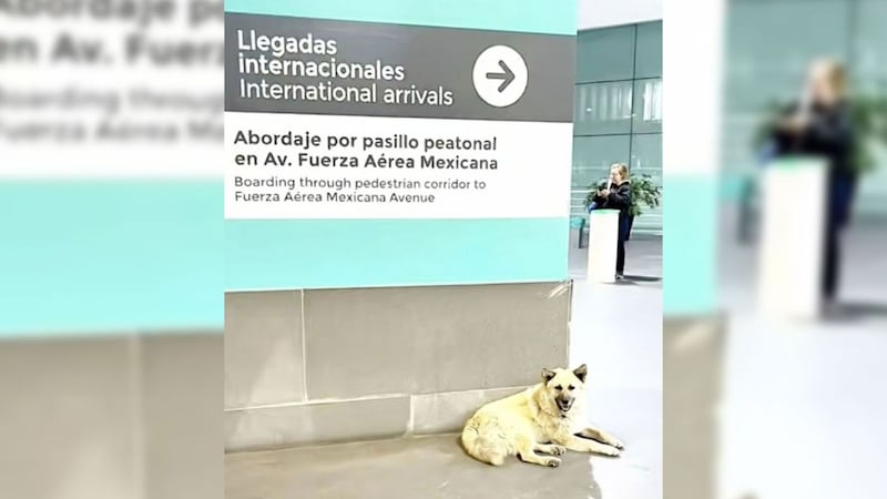 Hombre abandona a su perrito enfermo en el AICM antes de abordar su vuelo