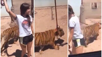 En el video, la menor aparece paseando con una correa a un tigre