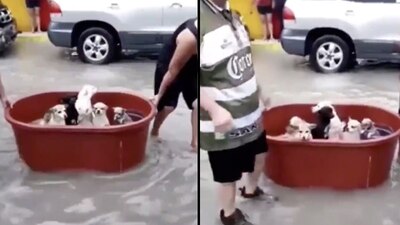 Un grupo de perritos son transportados en una tina para poder salvarlos de la tormenta Hanna