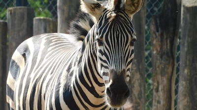 'Karo' presentó algunos de los signos compatibles con un cólico, pero no resistió