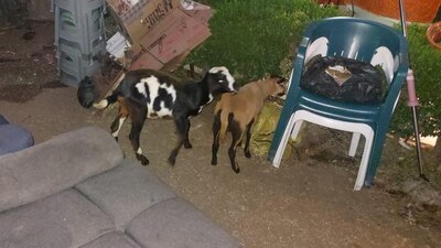 Había 20 aves, 5 cabras y 2 cuyos que presuntamente iban a ser sacrificados en rituales