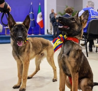 Delcy Rodríguez condecora a perritos y rescatistas que ayudaron tras los sismos en Venezuela