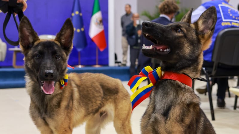 Delcy Rodríguez condecora a perritos y rescatistas que ayudaron tras los sismos en Venezuela
