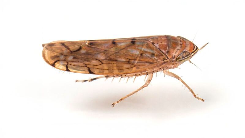 EU detecta, por primera vez, plaga de ‘saltahojas’; el insecto iba en productos mexicanos