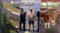 Hallan más de 130 animales exóticos durante operativo contra huachicol en Tamaulipas