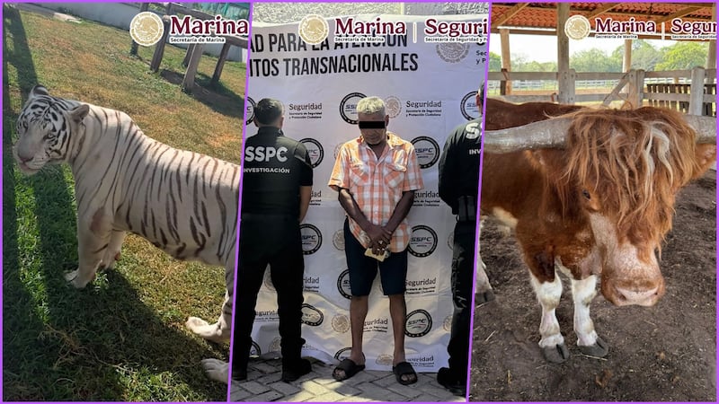 Hallan más de 130 animales exóticos durante operativo contra huachicol en Tamaulipas