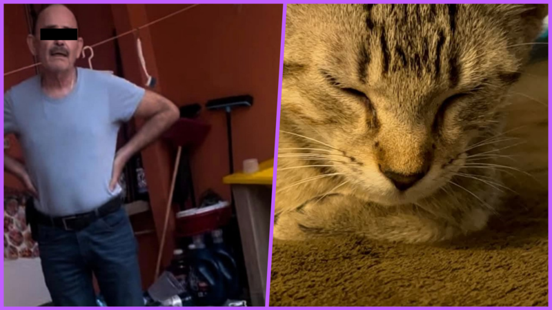 ¡Justicia! Detienen al agresor de la gatita Julien en Tabasco