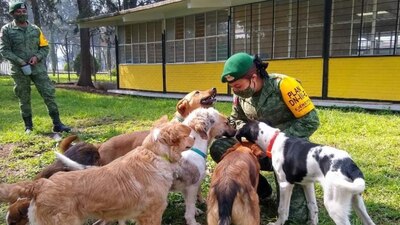 En el refugio se da atención veterinaria así como alimentación a los perros que llegan