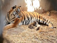 Profepa asegura 119 animales del Zoológico de Culiacán; revisa funcionamiento del lugar