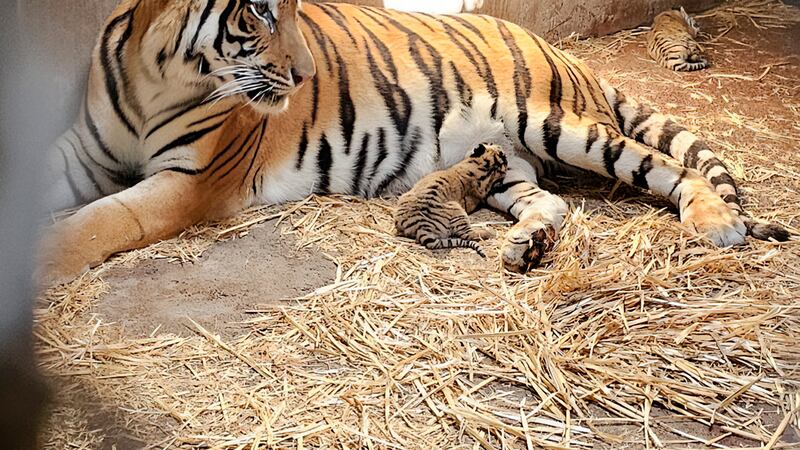 Profepa asegura 119 animales del Zoológico de Culiacán; revisa funcionamiento del lugar