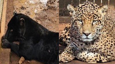 La fiscalía encontró los animales mientras hacían una inspección de rutina