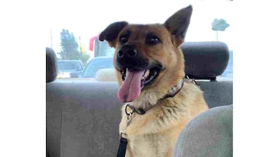 El animal llamado "Fiscal" se encuentra en observación