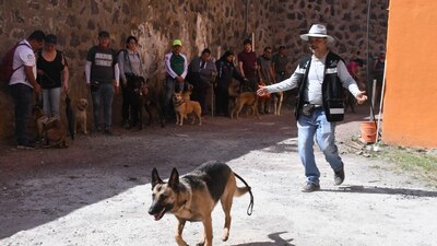En su primera clase, los perritos pusieron a trabajar sus sentidos del olfato, oído y gusto