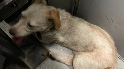 La Línea B del Metro tuvo que cortar la corriente por unos minutos para salvar a un pequeño perro